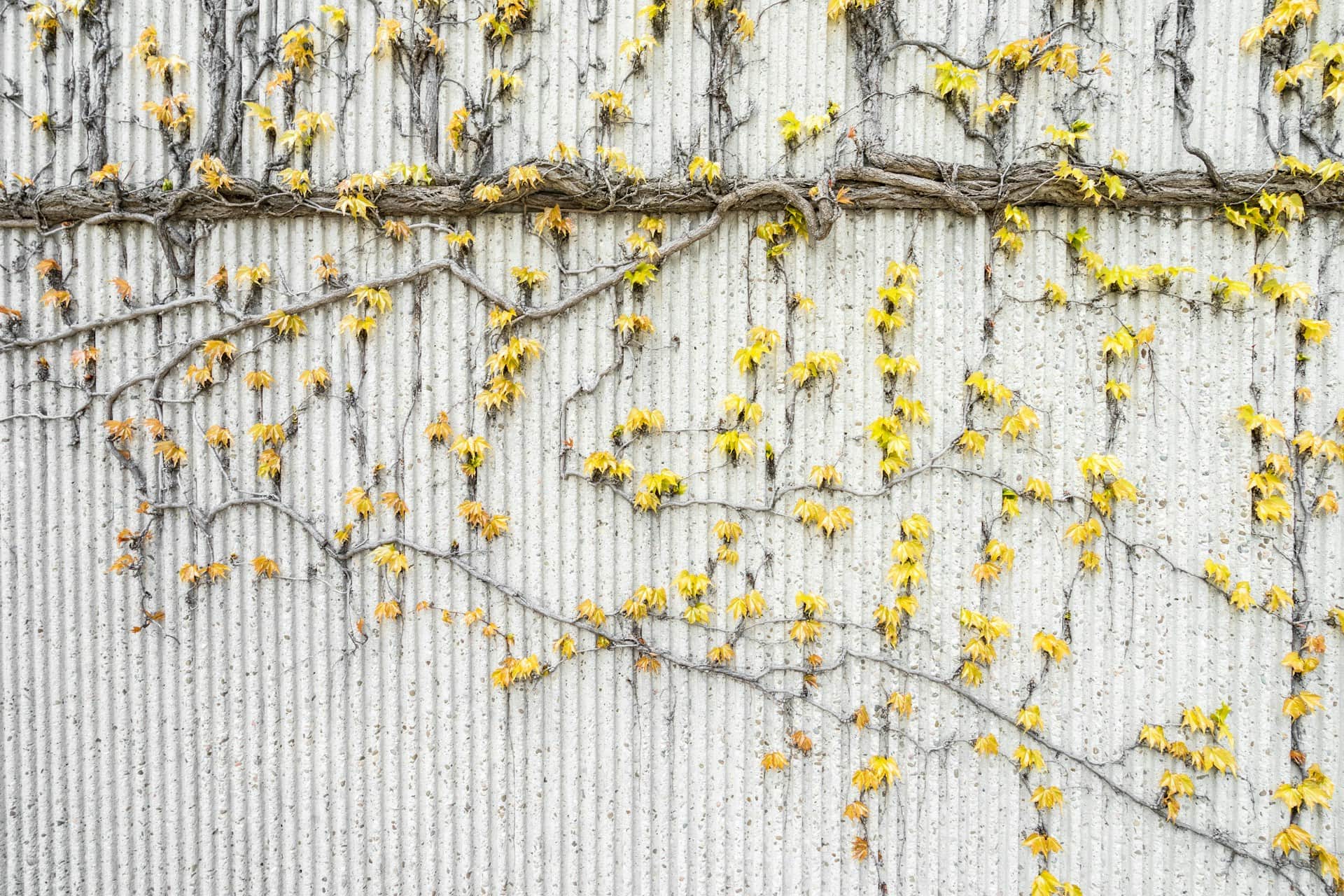 scott-webb-pdlZrtuy-Dw-unsplash scott-webb-pdlZrtuy-Dw-unsplash